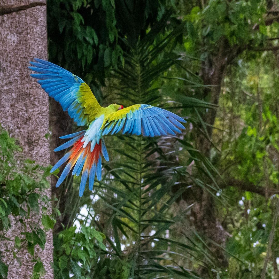 Great Green Macaw